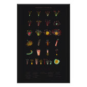 Systema Naturae Glossy Poster (Vorderseite)