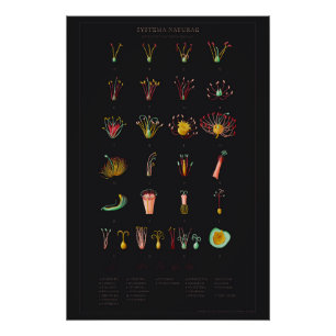 Systema Naturae Glossy Poster