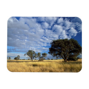 Szene aus der Kalahari-Wüste, Kgalagadi Transfront Magnet