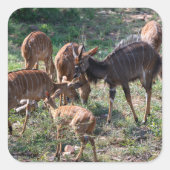 Szene mit afrikanischer Antilope Quadratischer Aufkleber (Vorderseite)