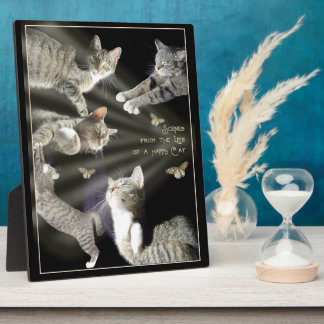 Szenen aus dem Leben einer glücklichen Katze Fotoplatte