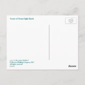 Szenen von Nauset Light Beach Postkarte (Rückseite)