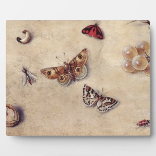 T31566 A Study of Various Insects, Fruit and Anima Fotoplatte (Vorderseite)