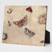 T31566 A Study of Various Insects, Fruit and Anima Fotoplatte (Seite)