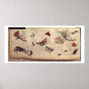 T31566 A Study of Various Insects, Fruit and Anima Poster