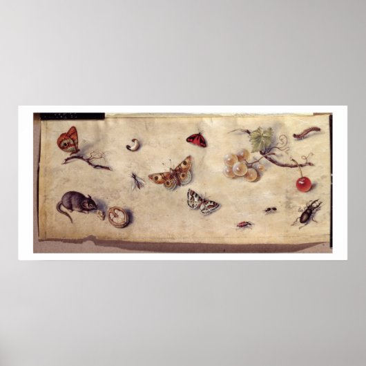 T31566 A Study of Various Insects, Fruit and Anima Poster (Vorne)