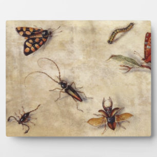 T31567 A Study of Various Insects, Fruit and Anima Fotoplatte
