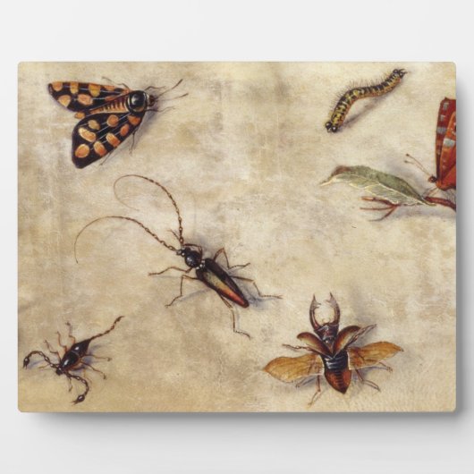 T31567 A Study of Various Insects, Fruit and Anima Fotoplatte (Vorderseite)