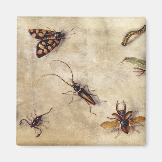 T31567 A Study of Various Insects, Fruit and Anima Magnet (Vorne)