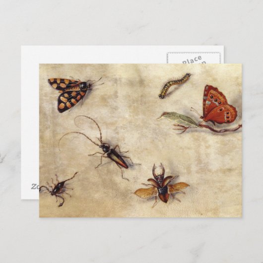 T31567 A Study of Various Insects, Fruit and Anima Postkarte (Vorne/Hinten)