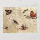 T31567 A Study of Various Insects, Fruit and Anima Postkarte (Vorderseite)