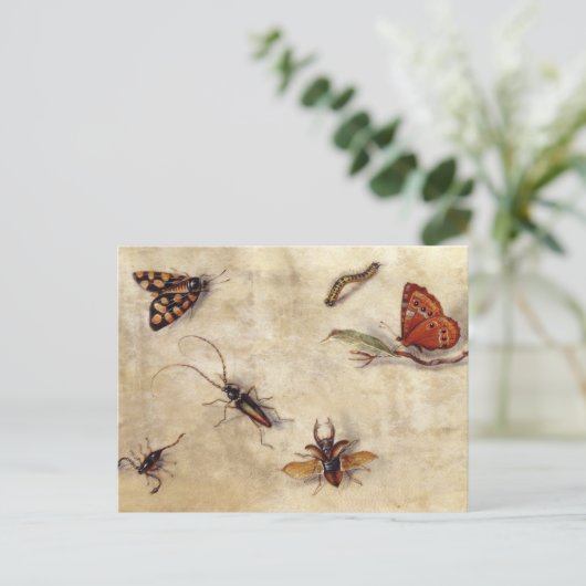 T31567 A Study of Various Insects, Fruit and Anima Postkarte (Stehend Vorderseite)