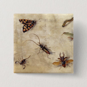 T31567 eine Studie der verschiedenen Insekten, der Button