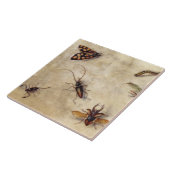 T31567 eine Studie der verschiedenen Insekten, der Fliese (Seite)