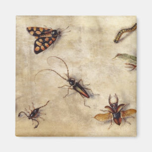 T31567 eine Studie der verschiedenen Insekten, der Magnet