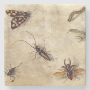 T31567 eine Studie der verschiedenen Insekten, der Steinuntersetzer