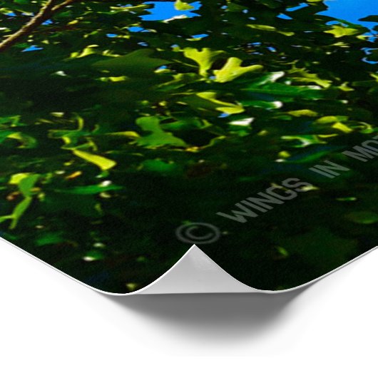 T-1A, T-38C und T-6A US FLAG FLYPAST Poster (Ecke)