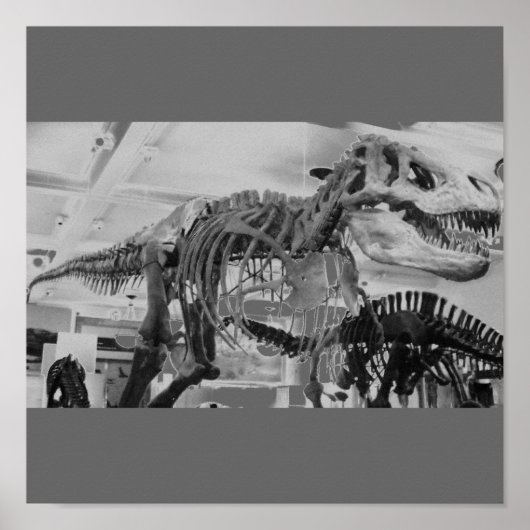 T-Rex Skeleton B+W Poster (Vorne)