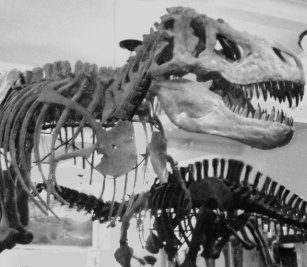 T Rex Schlusselanhanger Zazzle De