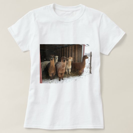 T - Shirt - Alpacas im Schnee (Design vorne)