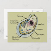 T - Shirt der Zellbiologie Postkarte (Vorne/Hinten)