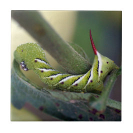 Tabak Hornworm Raupen-Keramik-Foto-Fliese Fliese