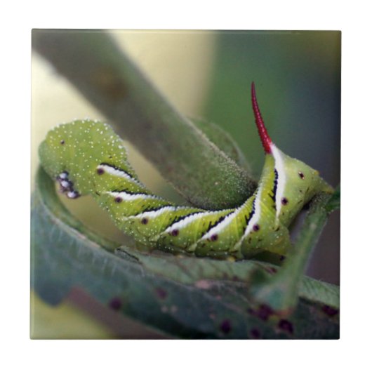Tabak Hornworm Raupen-Keramik-Foto-Fliese Fliese (Vorderseite)