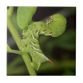 Tabak Hornworm Raupen-Keramik-Foto-Fliese Fliese