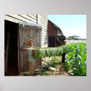 Tabak in den Heilstall Pinar del Rio Kuba Poster