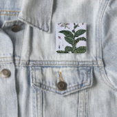 Tabak-Pflanze, Platte 7, 'von der Sammlung Button (Beispiel)