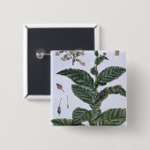 Tabak-Pflanze, Platte 7, 'von der Sammlung Button (Vorne & Hinten)