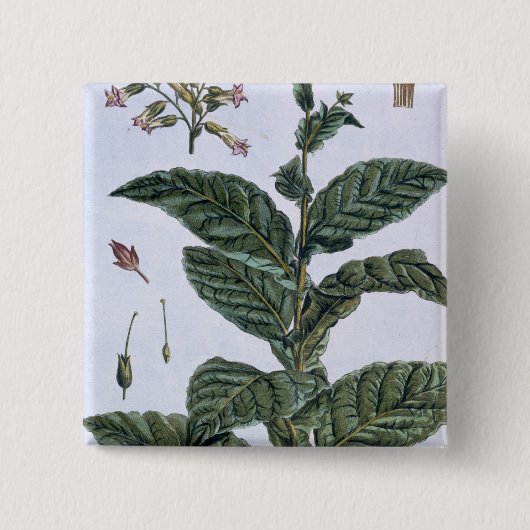 Tabak-Pflanze, Platte 7, 'von der Sammlung Button (Vorderseite)