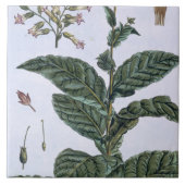 Tabak-Pflanze, Platte 7, 'von der Sammlung Fliese (Vorderseite)