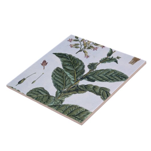 Tabak-Pflanze, Platte 7, 'von der Sammlung Fliese (Seite)