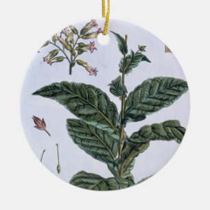 Tabak-Pflanze, Platte 7, 'von der Sammlung Keramik Ornament