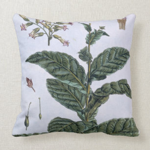 Tabak-Pflanze, Platte 7, 'von der Sammlung Kissen