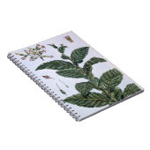 Tabak-Pflanze, Platte 7, 'von der Sammlung Notizblock (Rechte Seite)