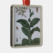 Tabak-Pflanze, Platte 7, 'von der Sammlung Ornament Aus Metall (Rechts)