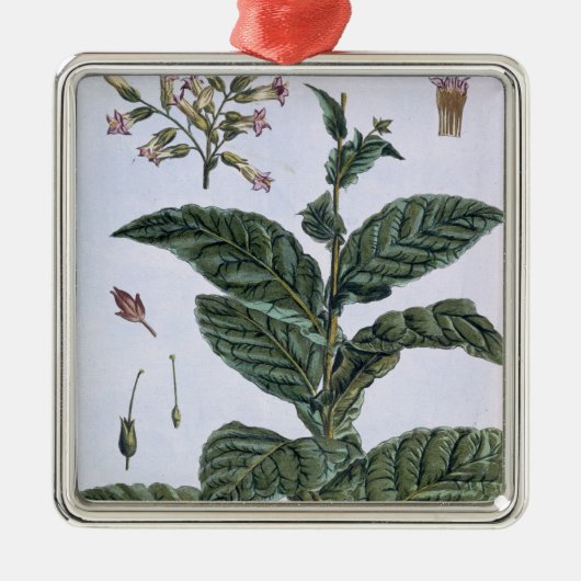Tabak-Pflanze, Platte 7, 'von der Sammlung Ornament Aus Metall (Vorne)