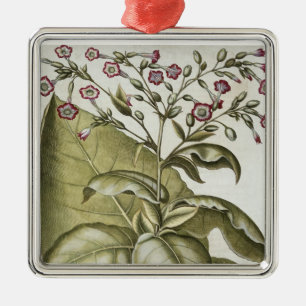 Tabak-Pflanze, vom "Hortus Eystettensis" durch B Ornament Aus Metall