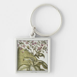 Tabak-Pflanze, vom "Hortus Eystettensis" durch B Schlüsselanhänger