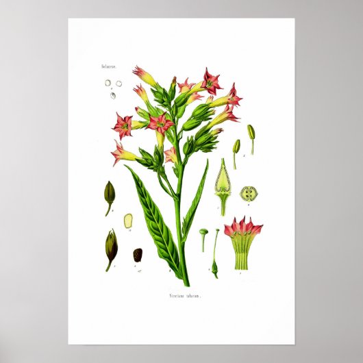 Tabak Poster (Vorne)