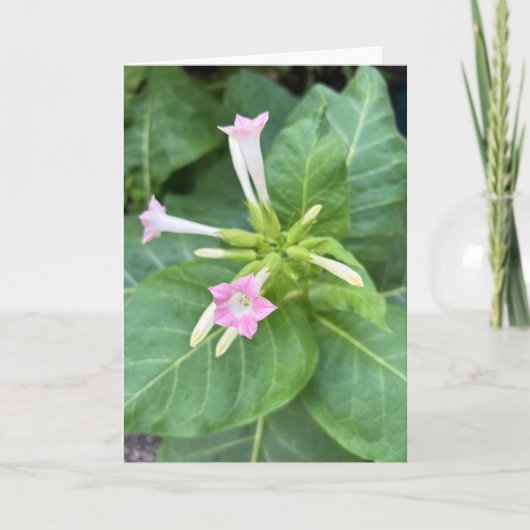 Tabakblüten Karte (Vorderseite)