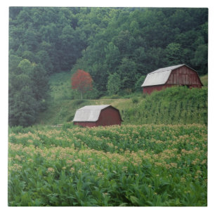 Tabakernte und Paare der roten Tabakscheunen nahe Fliese