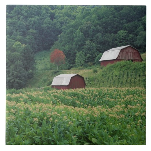 Tabakernte und Paare der roten Tabakscheunen nahe Fliese (Vorderseite)