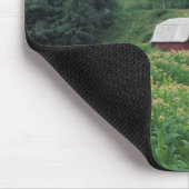 Tabakernte und Paare der roten Tabakscheunen nahe Mousepad (Ecke)
