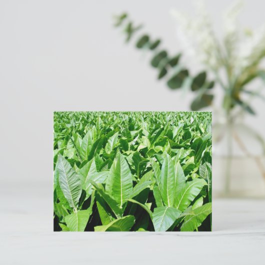 Tabaksektor Postkarte (Stehend Vorderseite)