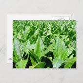 Tabaksektor Postkarte (Vorne/Hinten)