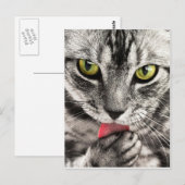 tabby-114782_1280.jpg postkarte (Vorne/Hinten)