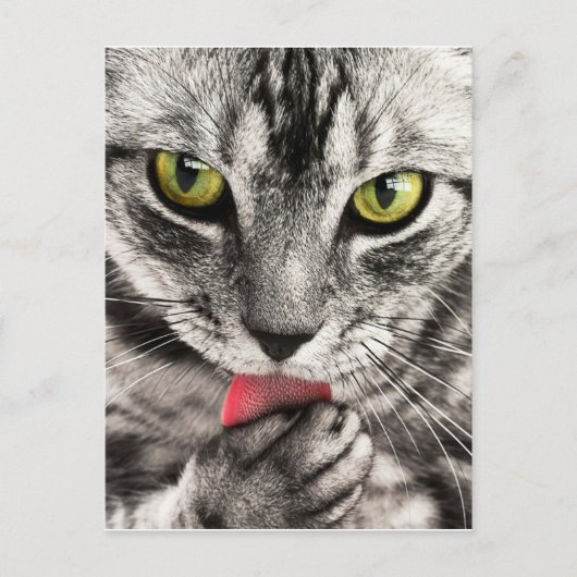 tabby-114782_1280.jpg postkarte (Vorderseite)
